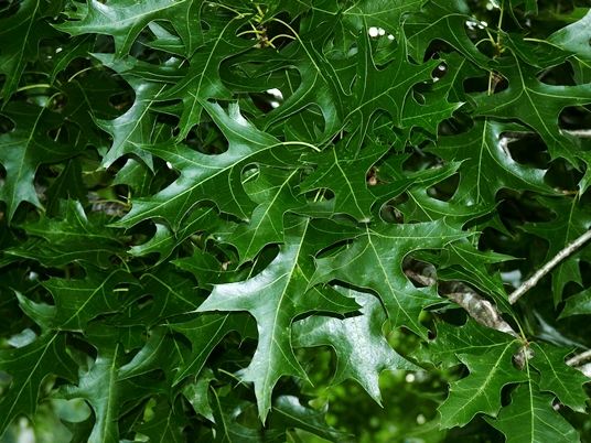 {Quercus texana}